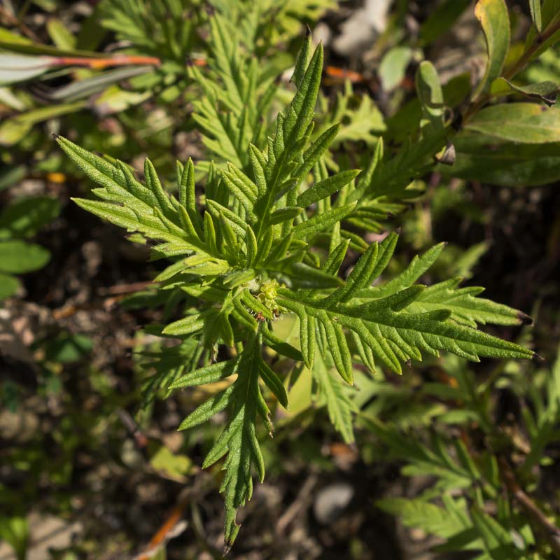 Lycopus exaltatus (Lamiaceae)